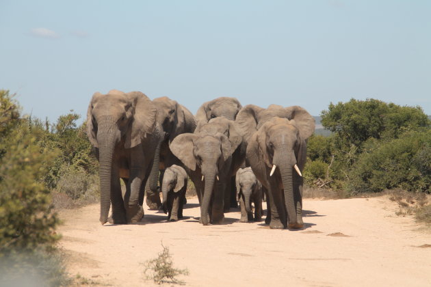Olifanten in Addo Elephant National Park