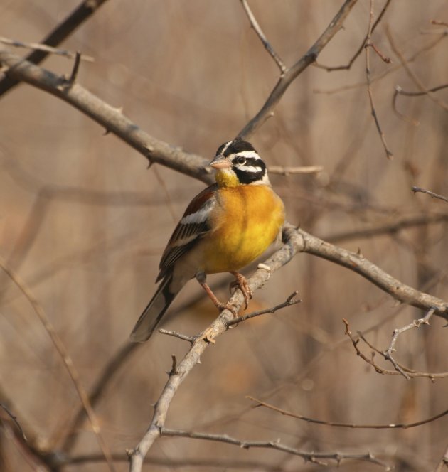Golden-Breasted Bunting