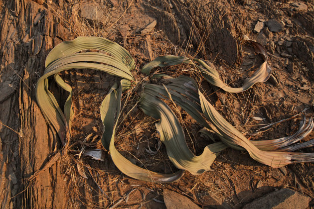  welwitschia