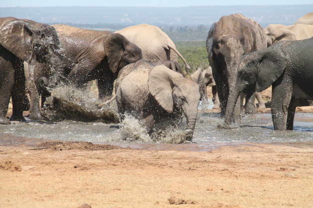 (modder)badderend olifantje