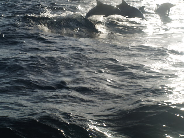 Dolfijne dolfijnen...
