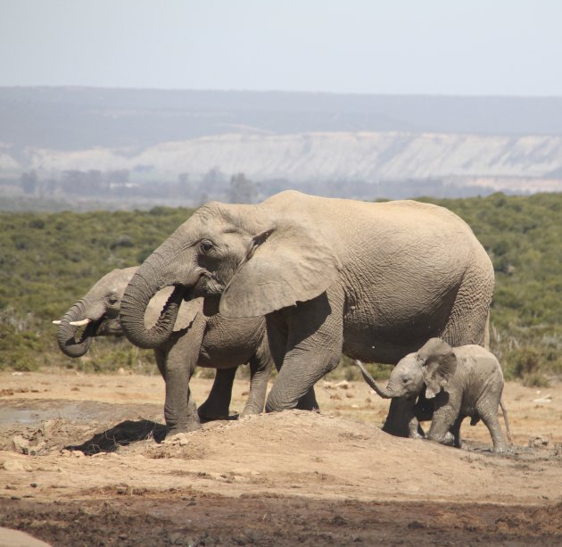 Baby-olifantje in de leer bij mama