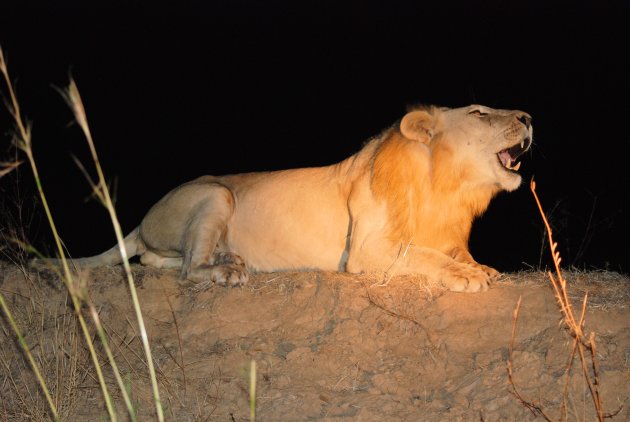 Mannetjes leeuw tijdens avond gamedrive