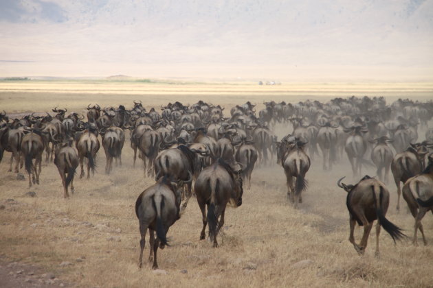 Great Migration / Gnoes