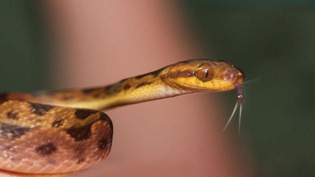 Common Cat-eyed snake - Drake Bay