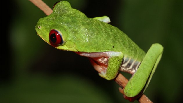 Red Eyed Tree-Frog - Drake Bay