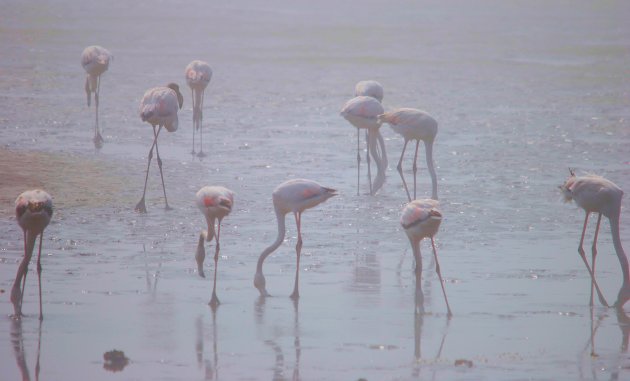 Gewone flamingo