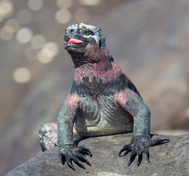 The Española Lava Lizard on Galapagos
