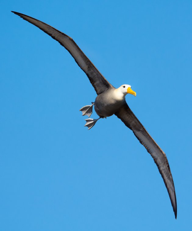 Galapagos Albatros in vogelvlucht 