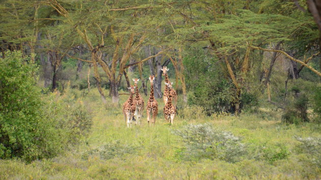 Giraffes (The big 5)