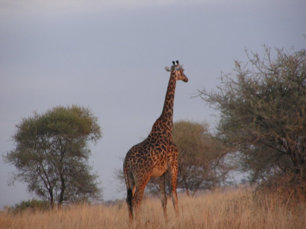 giraffe in avondschemering