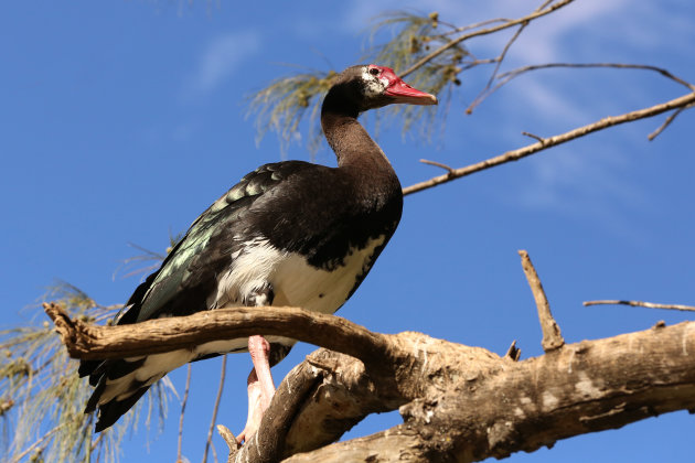 Spurwinged Goose (Wilde Makou)