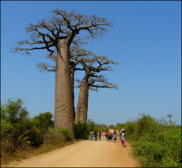 Baobab versus mens.
