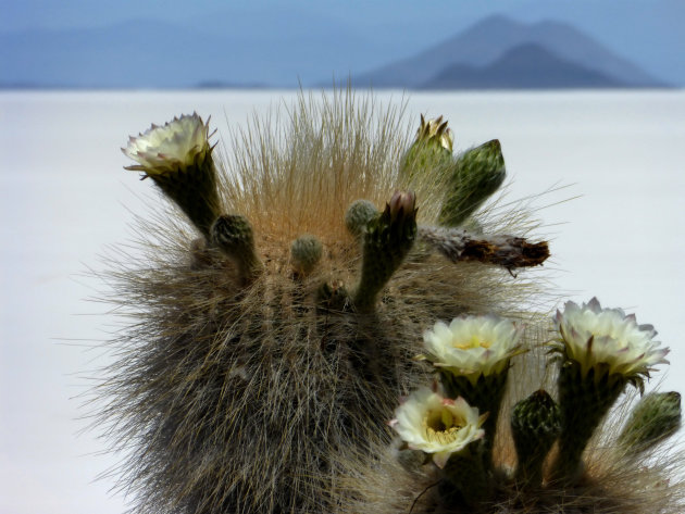 cactusbloemen op Isla Incahuasi