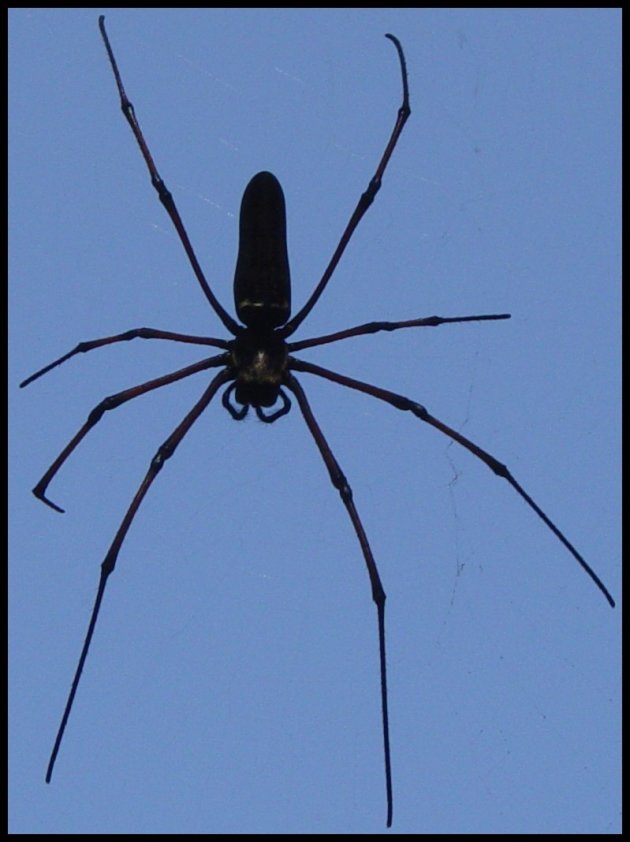 Zwarte spin