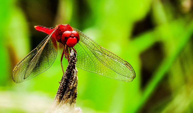 Red Dragonfly