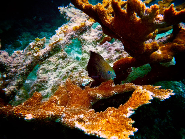 oranje koraal