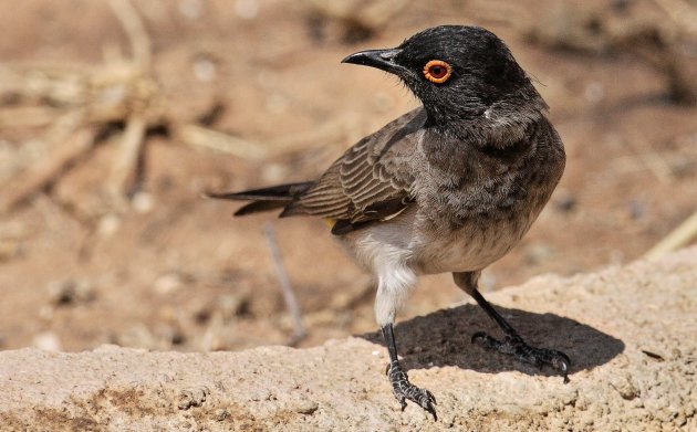 african red-eyed bulbul