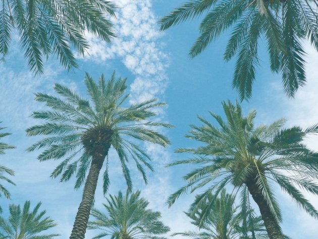De Palmen van Miami Beach