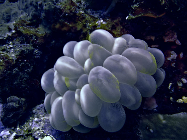vreemde eitjes onder water