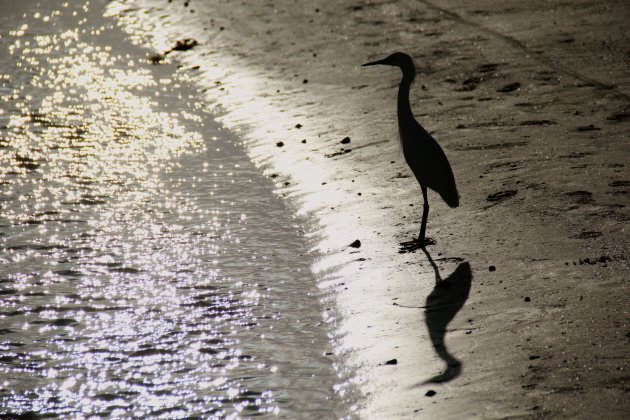 Vogel op de uitkijk in Sarasota
