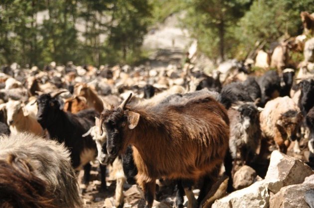 Midden in een kudde geiten op de Anapurna