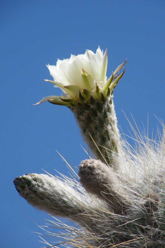 Cactusbloem