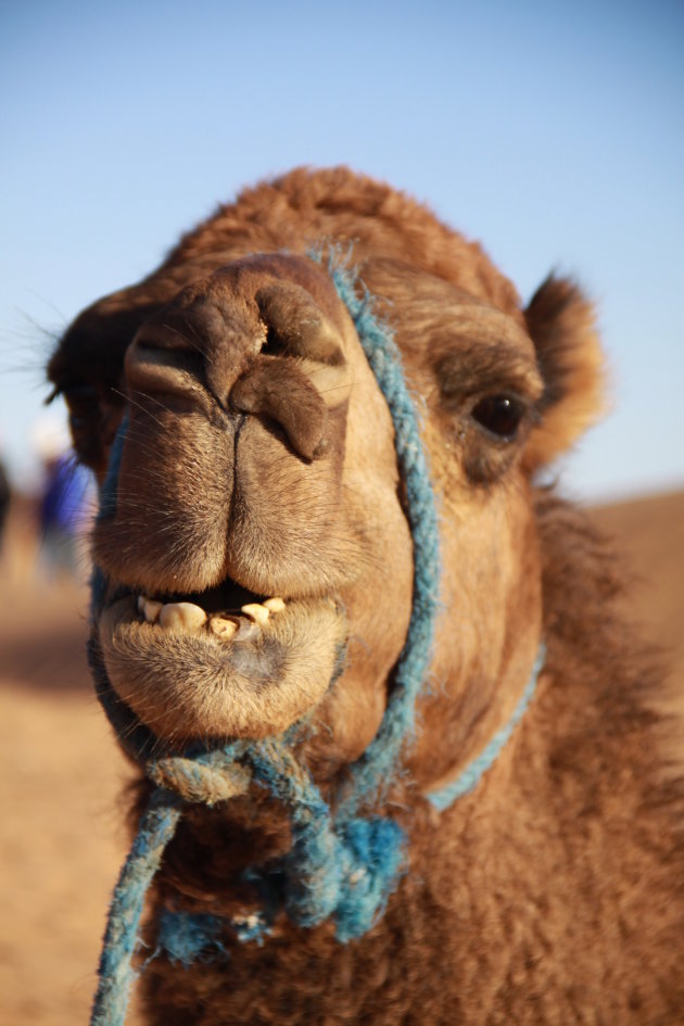 Happy camel