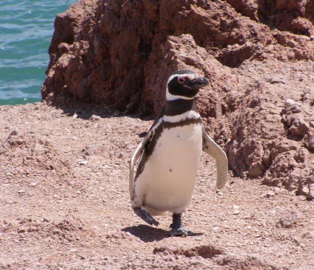 nog een pinguin...