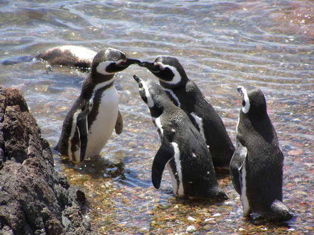 kissing pinguins....