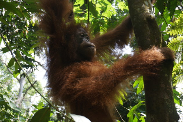 Oerang oetan op Sumatra