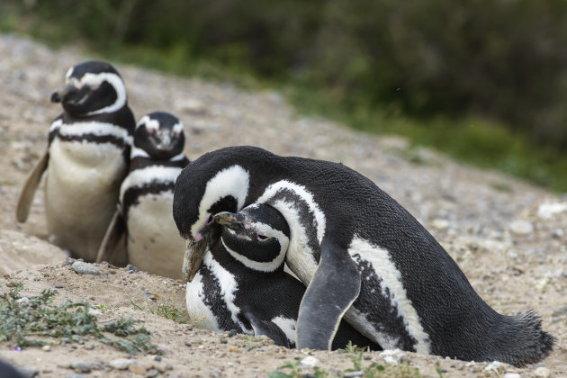 pinguins in love