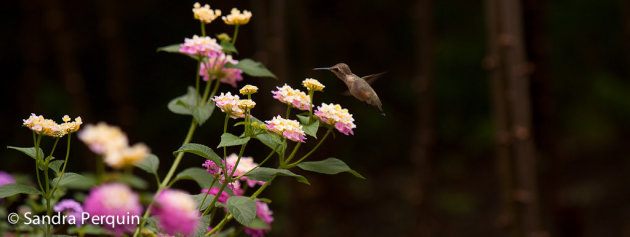 colibri in de bloementuin