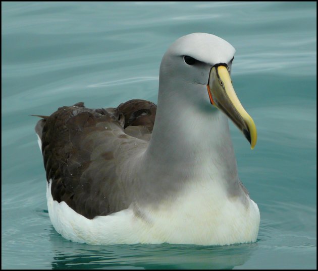 Stellers albatros. 