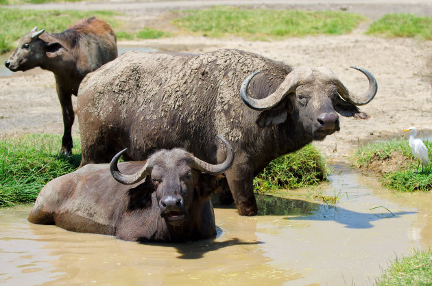 Schoonheidsbehandeling voor de African buffalos