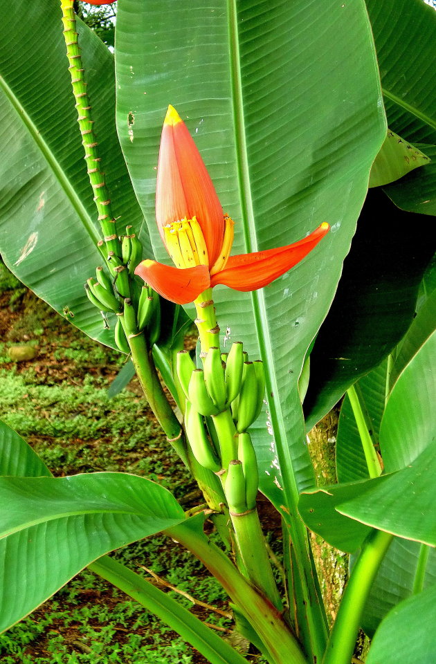BLoeiende bananenplant