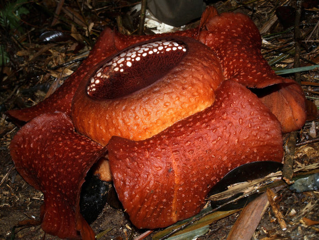 Rafflesia...