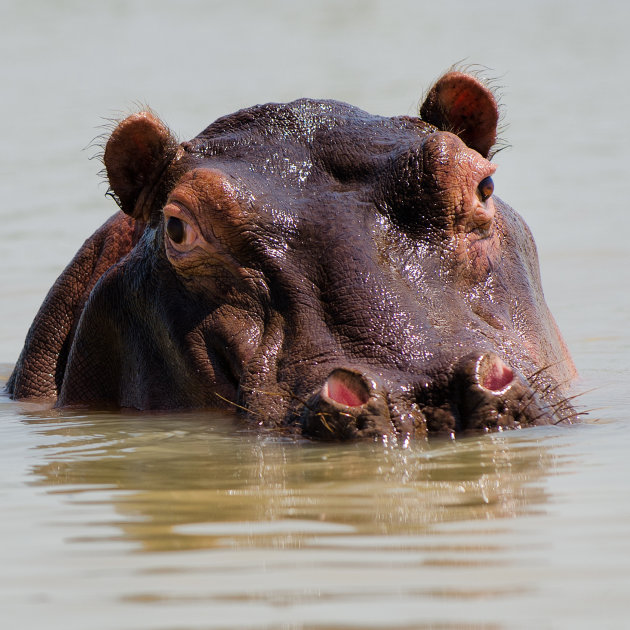 Hippo time