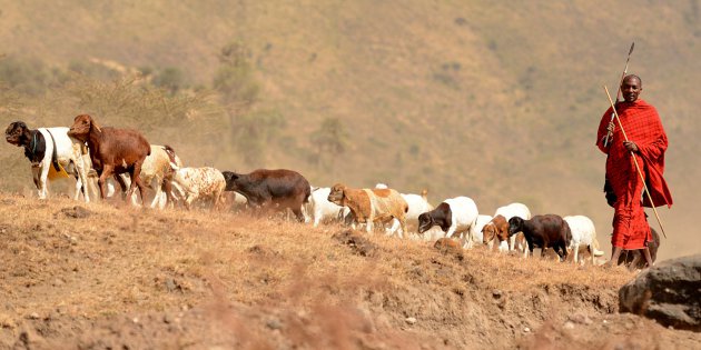 masai en zijn dieren