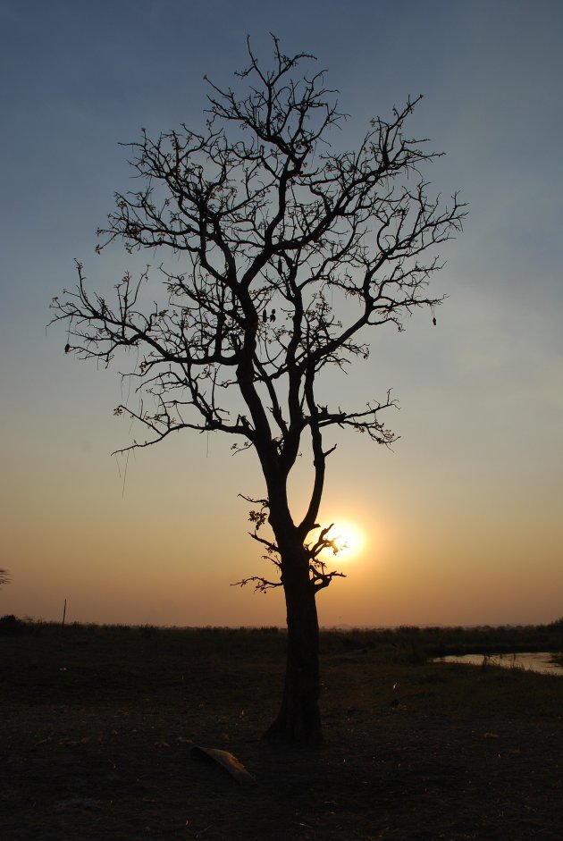 Eenzame boom in Liwonde NP