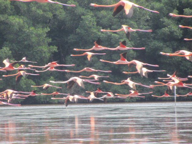 Opstijgende Flamingo's