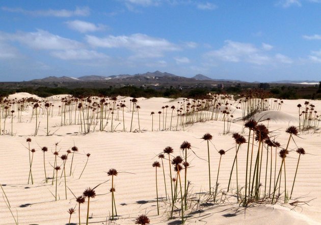 De duinen van Boa Vista