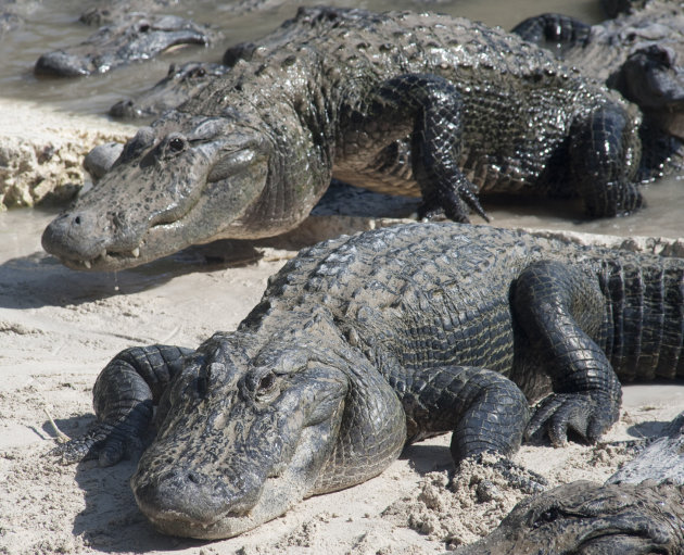 alligators komen uit het water.