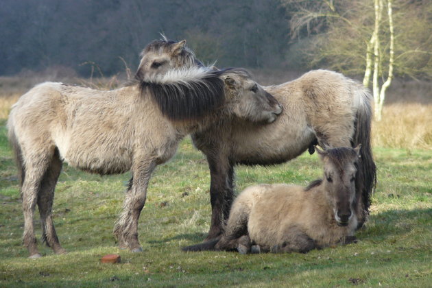 Konik paarden familie - Midwolda