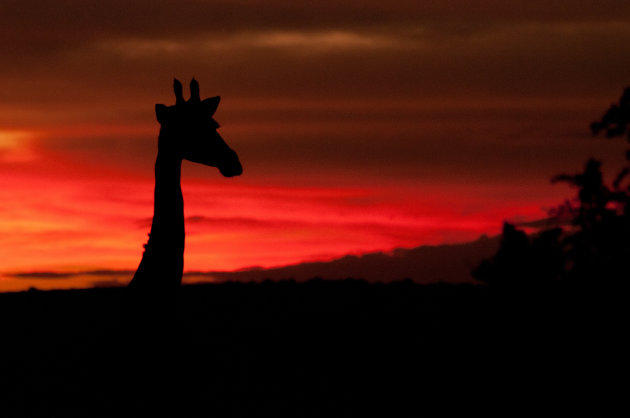 Giraffe geniet van de zonsondergang