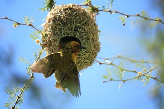 Wevervogel in zijn nest