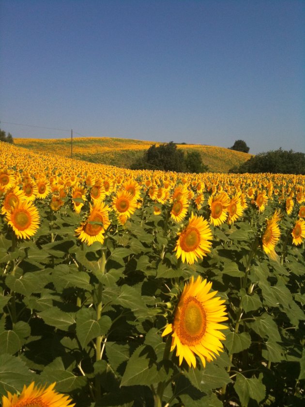 zonnebloemen in Le Marche
