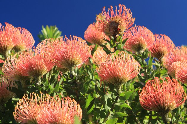 Pincushion flowers op de helling van de Tafelberg