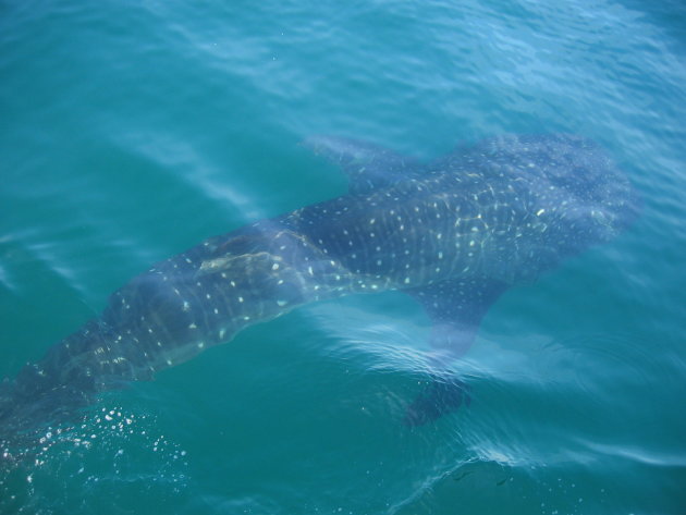walvishaai voor de kust van Yucatan