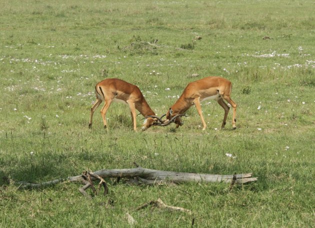 Lake Nakuru, antilopen die voor plek uno gaan